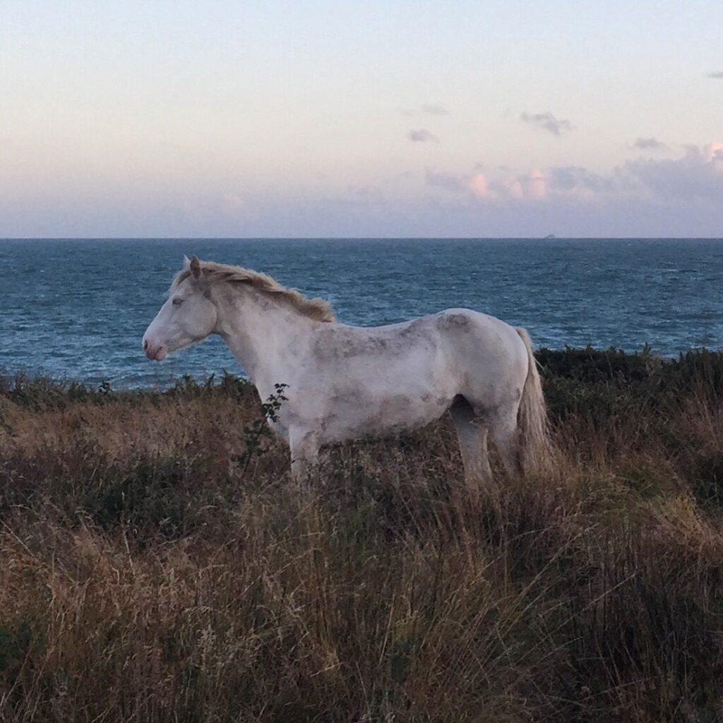 Connemara Pony, Goleen Harbour