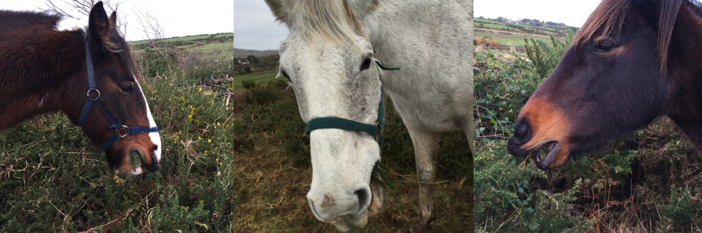 Pony - Goleen Harbour, West Cork