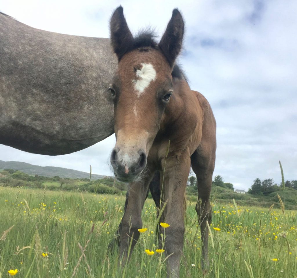 Pony in Goleen