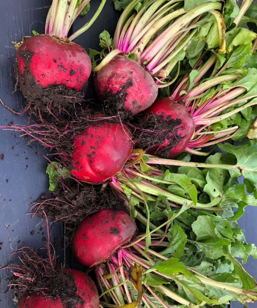 Organic Beetroots in Goleen, West Cork