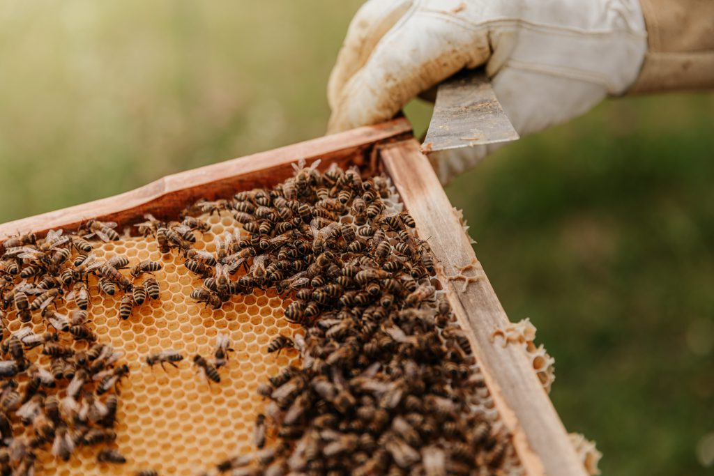 Bees on Honeycomb