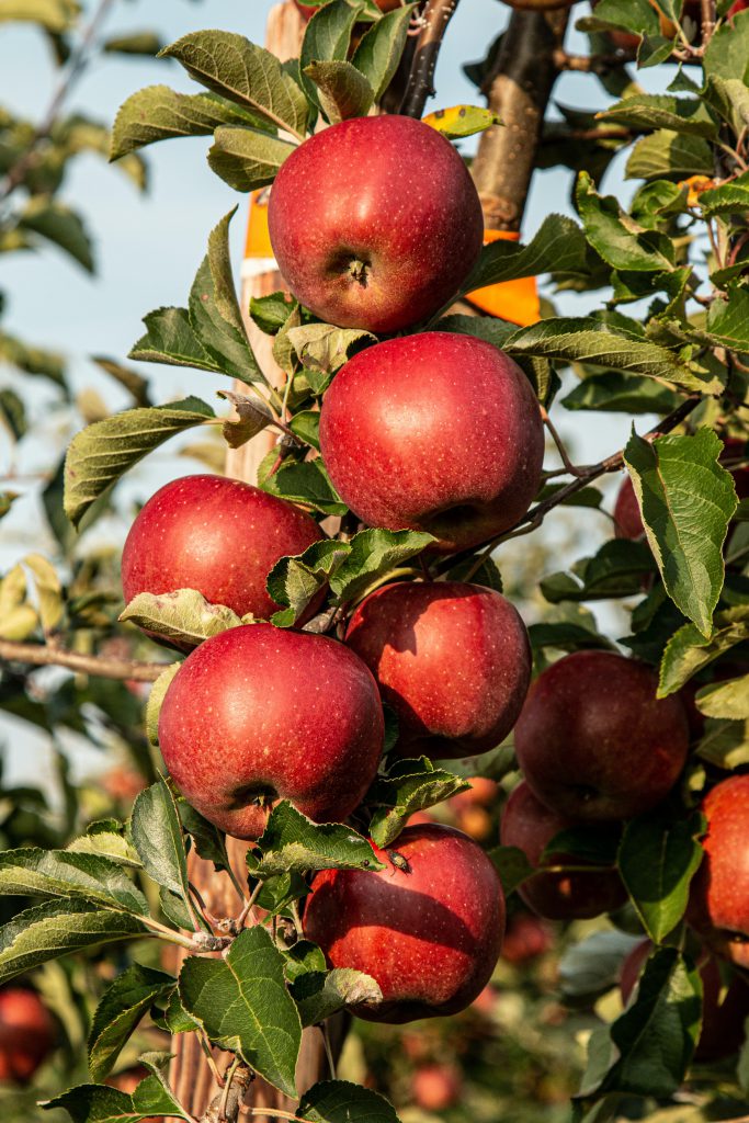 Organic Apples, Farm in Goleen 