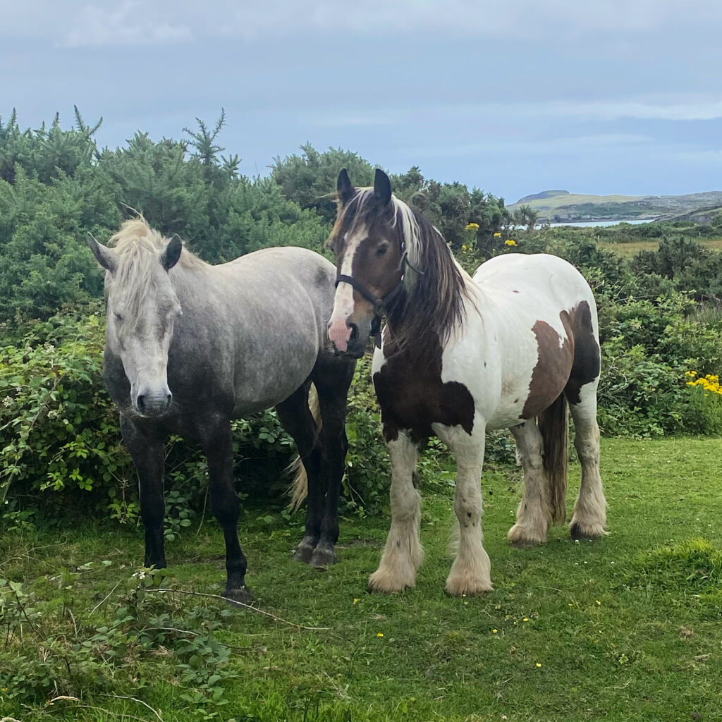 Connemara Horses at Goleen Harbour