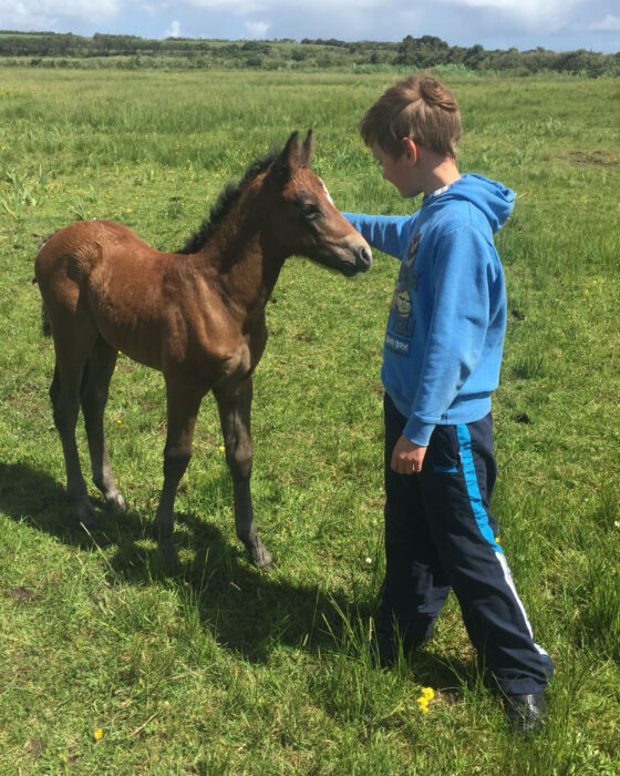 Horses in Goleen Harbour