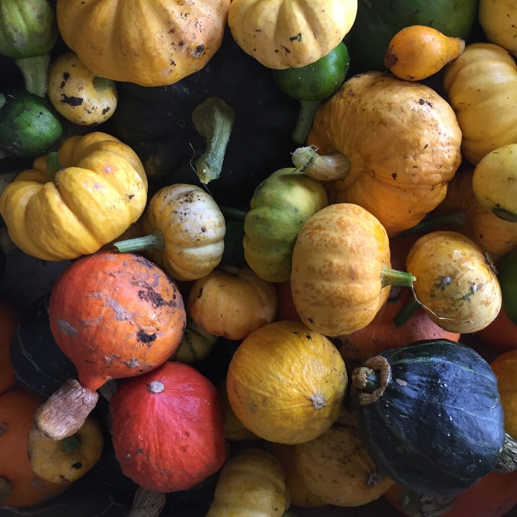 Organic Vegetables from Organic Farm, Goleen Harbour, Co.Cork