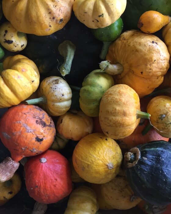 Organic Vegetables from Organic Farm, Goleen Harbour, Co.Cork