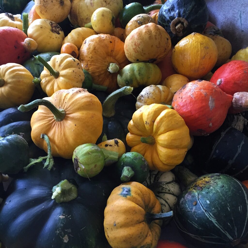 Organic Vegetables from Organic Farm in Goleen Harbour