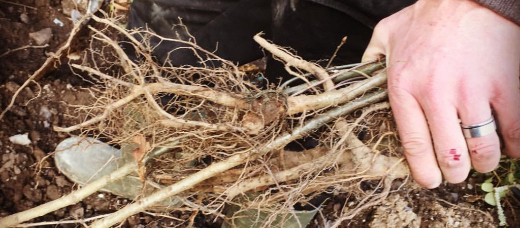 Tree Planting in Goleen, West Cork