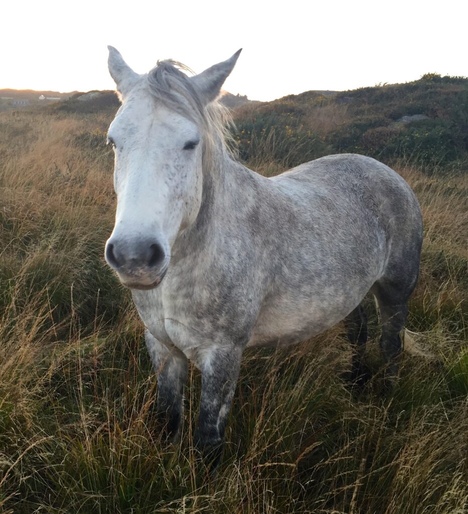 Conemara Pony